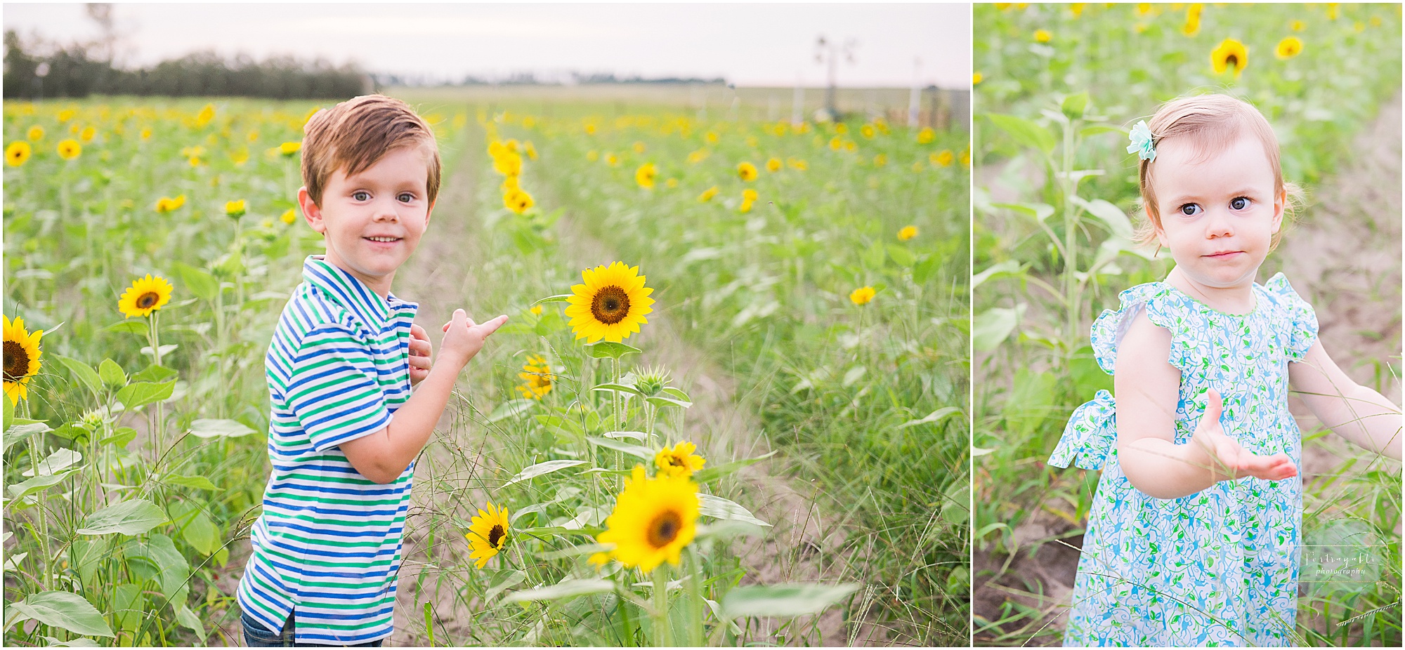 Southern-hill-farms-sunflower-photographer